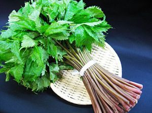 みずは山菜の王様です みずの秘密を知って美味しく食べよう みずは山菜の王様です みずの秘密を知って美味しく食べよう